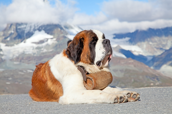 Servicio de compostaje ecológico para perros gigantes como San Bernardo - Guadalajara