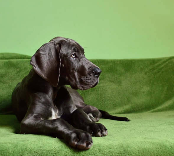 Compostaje ecológico para perros grandes 25-35kg - Despedida sustentable - Renacer Verde