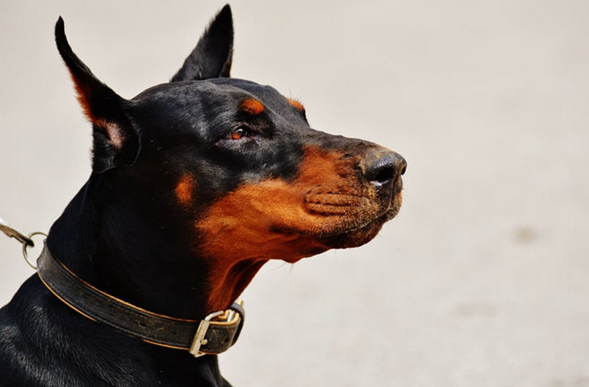 Renacer verde gigante