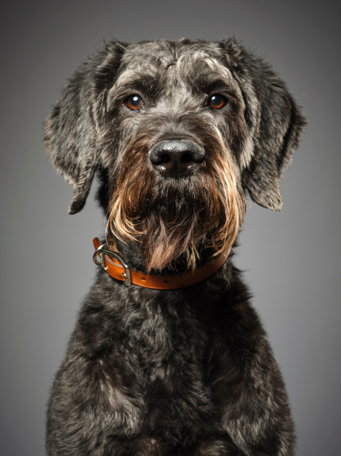 Renacer verde gigante