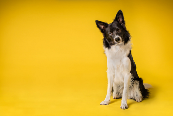 Plan preventivo MSI para perros medianos Border Collie - Compostaje ecológico reservado