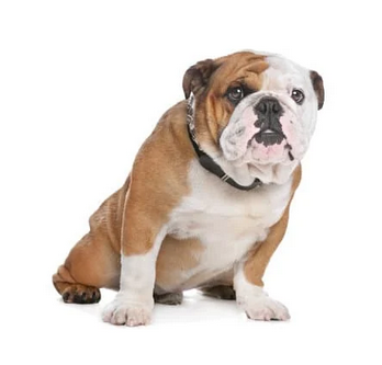 Plan de prevención para Bulldog y perros medianos 11-24kg - 12 mensualidades Renacer Verde