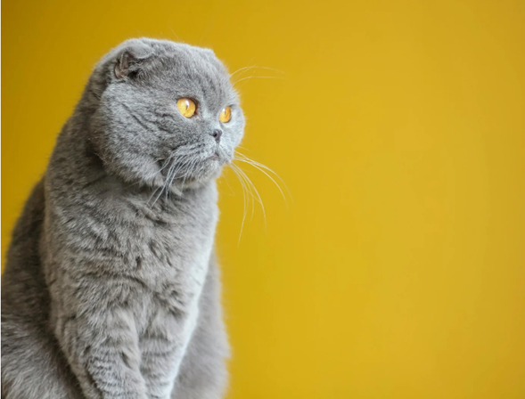 Plan preventivo para compostaje de gatos - 12 mensualidades sin intereses - Renacer Verde
