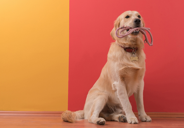 Plan preventivo para perros grandes 25-35kg - Pago en mensualidades - Renacer Verde
