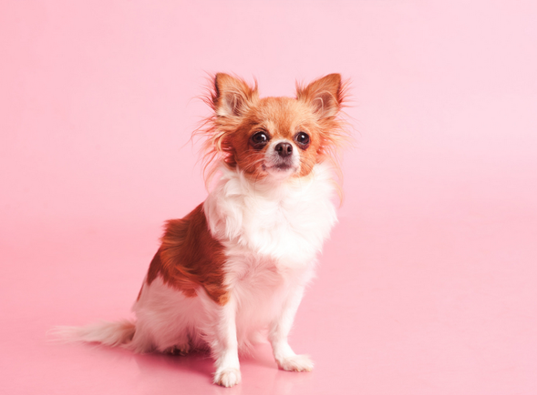 Plan de prevención MSI para compostaje de perros pequeños - Pago en mensualidades